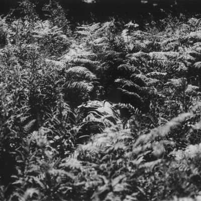 Black-and-white fern photograph from the Dam Mantle site